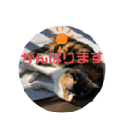 ねこ2匹のすたんぷ（個別スタンプ：18）