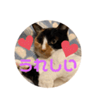 ねこ2匹のすたんぷ（個別スタンプ：20）