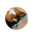 ねこ2匹のすたんぷ（個別スタンプ：21）