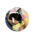 ねこ2匹のすたんぷ（個別スタンプ：22）