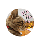 ねこ2匹のすたんぷ（個別スタンプ：25）