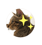 ねこ2匹のすたんぷ（個別スタンプ：26）