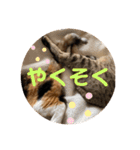 ねこ2匹のすたんぷ（個別スタンプ：28）