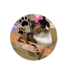 ねこ2匹のすたんぷ（個別スタンプ：30）