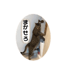 ねこ2匹のすたんぷ（個別スタンプ：35）
