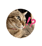 ねこ2匹のすたんぷ（個別スタンプ：37）