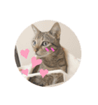 ねこ2匹のすたんぷ（個別スタンプ：38）