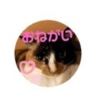 ねこ2匹のすたんぷ（個別スタンプ：39）