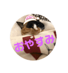 ねこ2匹のすたんぷ（個別スタンプ：40）