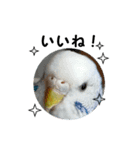 インコのシンプルなひとこと（個別スタンプ：1）