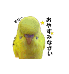 インコのシンプルなひとこと（個別スタンプ：4）