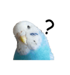 インコのシンプルなひとこと（個別スタンプ：5）