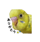 インコのシンプルなひとこと（個別スタンプ：6）