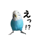 インコのシンプルなひとこと（個別スタンプ：7）