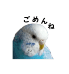 インコのシンプルなひとこと（個別スタンプ：9）