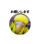 インコのシンプルなひとこと（個別スタンプ：10）