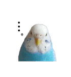 インコのシンプルなひとこと（個別スタンプ：11）