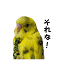 インコのシンプルなひとこと（個別スタンプ：12）