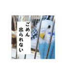 インコのシンプルなひとこと（個別スタンプ：13）