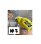 インコのシンプルなひとこと（個別スタンプ：14）