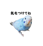 インコのシンプルなひとこと（個別スタンプ：15）