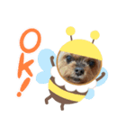 ヨークシャーワンちゃん、台湾語（個別スタンプ：4）