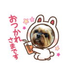 ヨークシャーワンちゃん、台湾語（個別スタンプ：12）