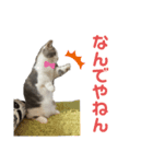 アムのひとこと（個別スタンプ：4）