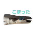 アムのひとこと（個別スタンプ：6）