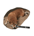 柴犬メープル 日常（個別スタンプ：1）