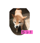 柴犬メープル 日常（個別スタンプ：2）
