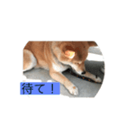 柴犬メープル 日常（個別スタンプ：3）