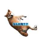 柴犬メープル 日常（個別スタンプ：4）