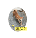 柴犬メープル 日常（個別スタンプ：5）