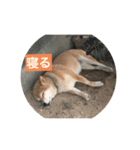 柴犬メープル 日常（個別スタンプ：6）