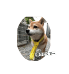 柴犬メープル 日常（個別スタンプ：7）