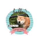 柴犬メープル 日常（個別スタンプ：8）