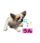 ロンチ☆アーク（個別スタンプ：7）