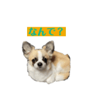 ロンチ☆アーク（個別スタンプ：9）