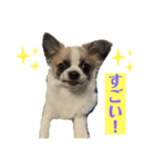 ロンチ☆アーク（個別スタンプ：11）