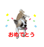 ロンチ☆アーク（個別スタンプ：15）