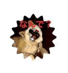 シキ様（個別スタンプ：1）
