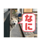 シキ様（個別スタンプ：3）