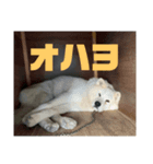 シキ様（個別スタンプ：5）