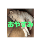 シキ様（個別スタンプ：7）
