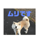 シキ様（個別スタンプ：8）