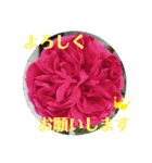 ぜーんぶバラの挨拶スタンプ（個別スタンプ：8）