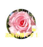 ぜーんぶバラの挨拶スタンプ（個別スタンプ：12）