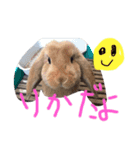 けつまるとはぐりっとはミドルネーム（個別スタンプ：5）