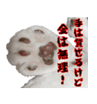 キジ白ばぁばの無心撃退スタンプ（個別スタンプ：1）